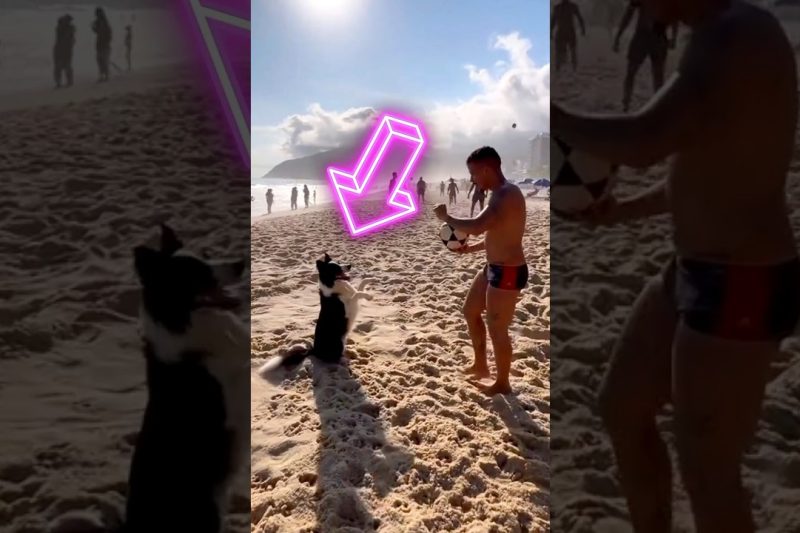 ¡IMPRESIONANTE! Perro con habilidades de fútbol que te dejarán boquiabierto ⚽️ (dog_altinha)